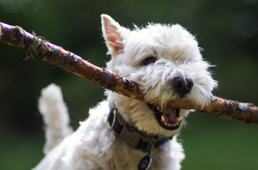 Pet Friendly, Loch Monzievaird Holiday Lodges, Crieff, Perthshire Pet Friendly